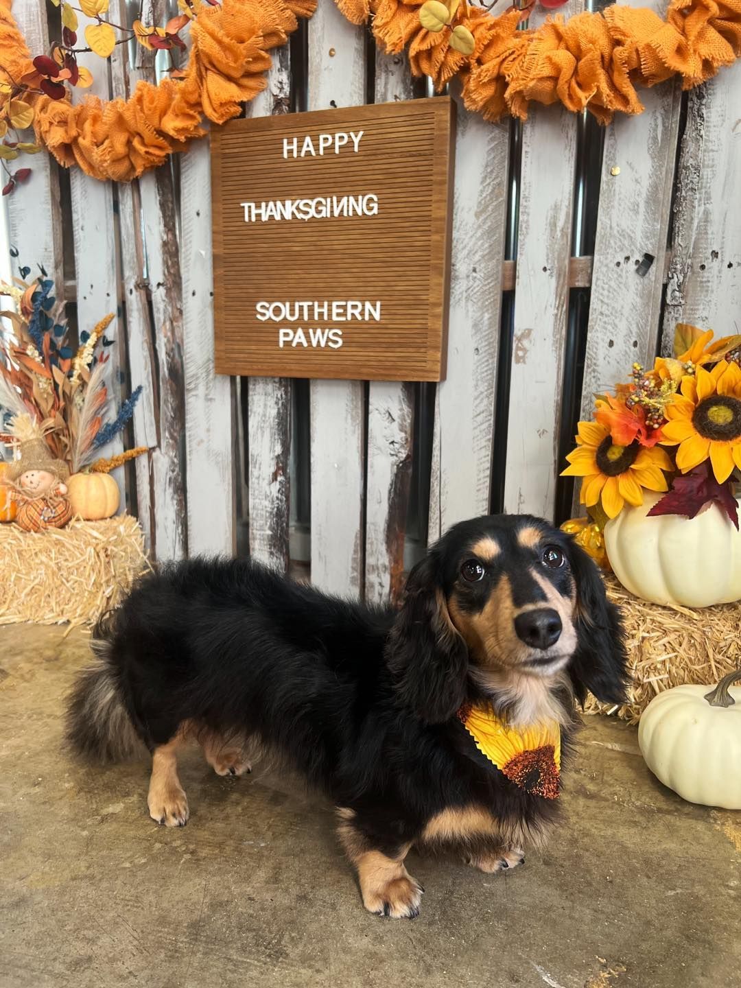 Black and tan dachshund wearing a sunflower bandana, standing in front of Thanksgiving decor.