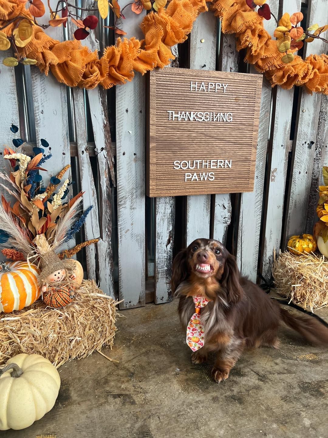 A dachshund wearing a tie in front of a fall-themed backdrop with pumpkins and hay.