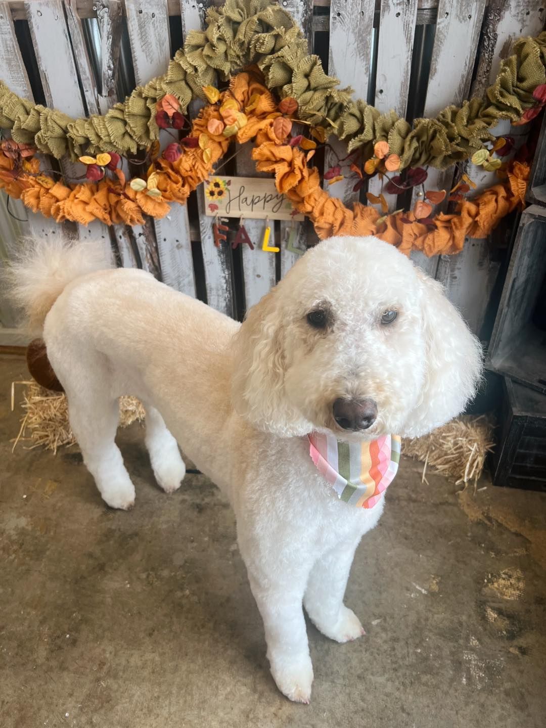 White poodle with a clean haircut, wearing a colorful collar, standing near autumn decorations.