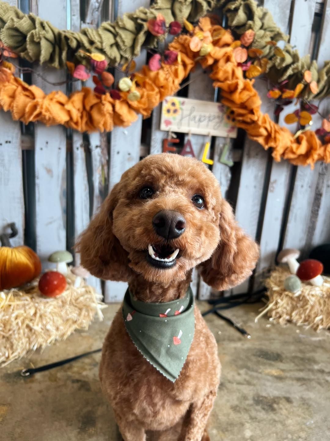 Brown poodle with a happy expression, wearing a bandana, in a fall-themed setting with decorations.