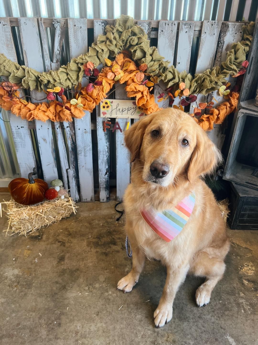 Golden retriever wearing a pastel bandana sits in front of autumn decorations.