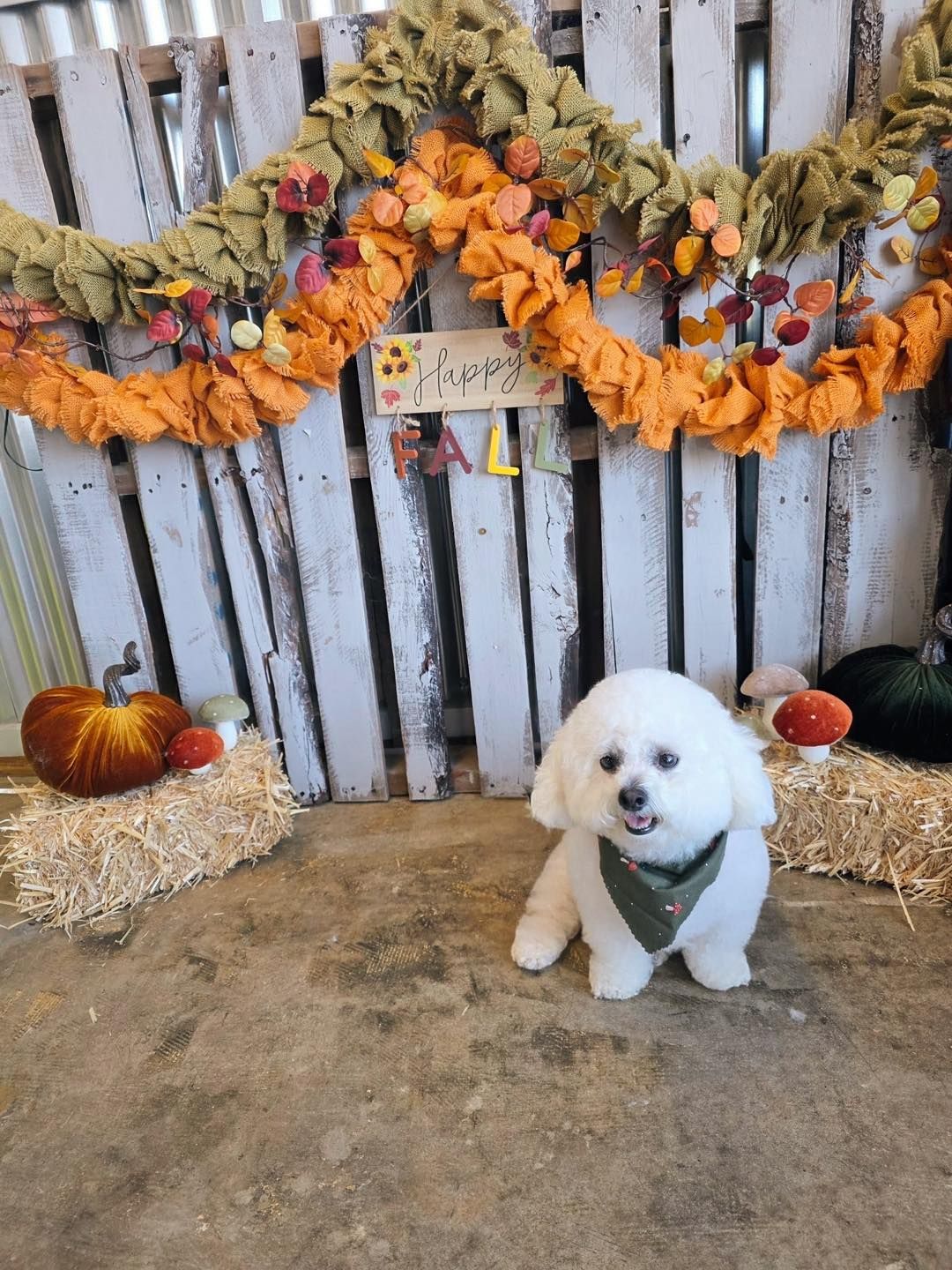 White fluffy dog with green bandana sits in front of a fall-themed backdrop of pumpkins, hay bales, and garland.