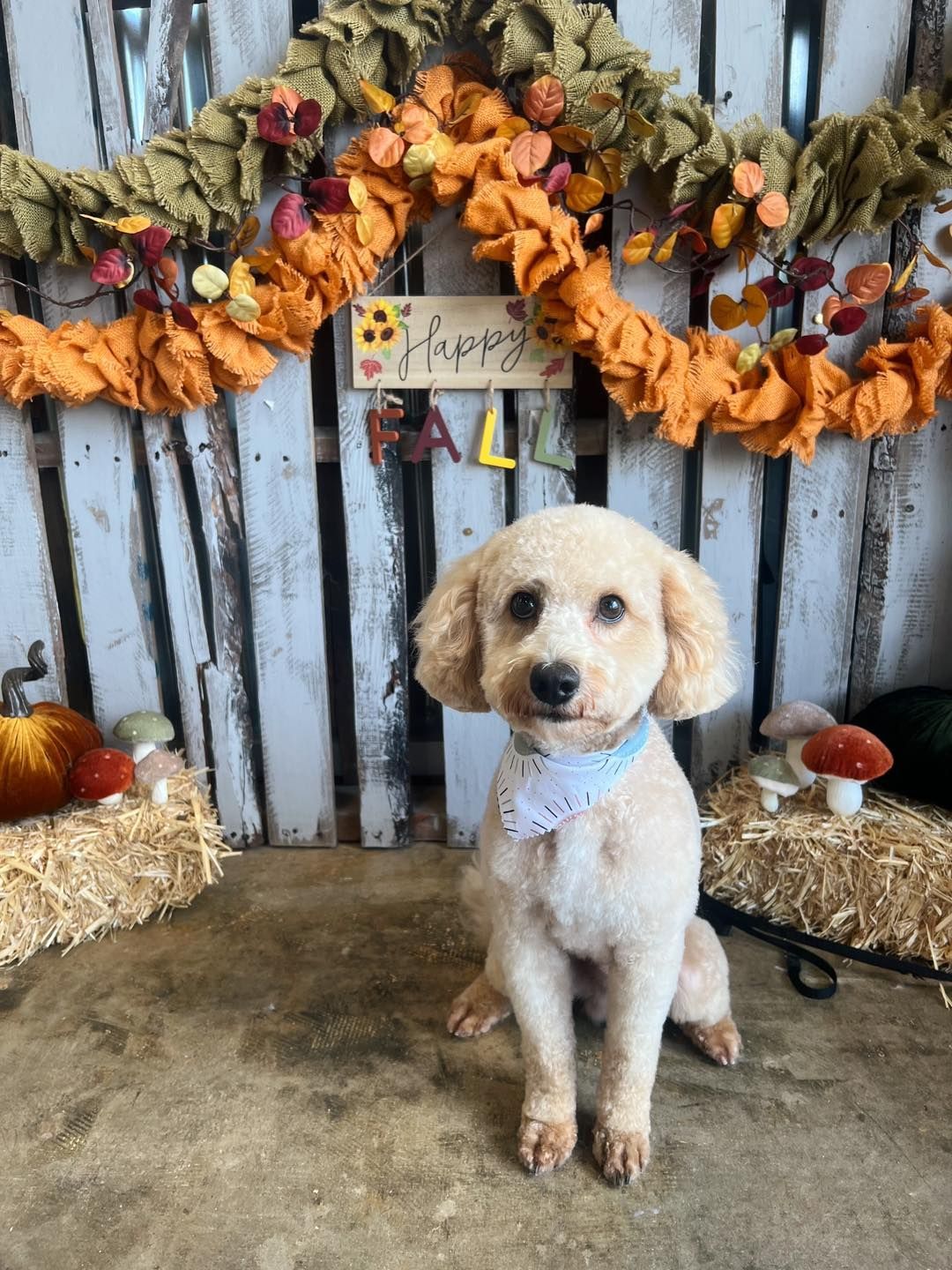 A beige poodle with a blue bandana sits in front of a fall-themed backdrop with a 