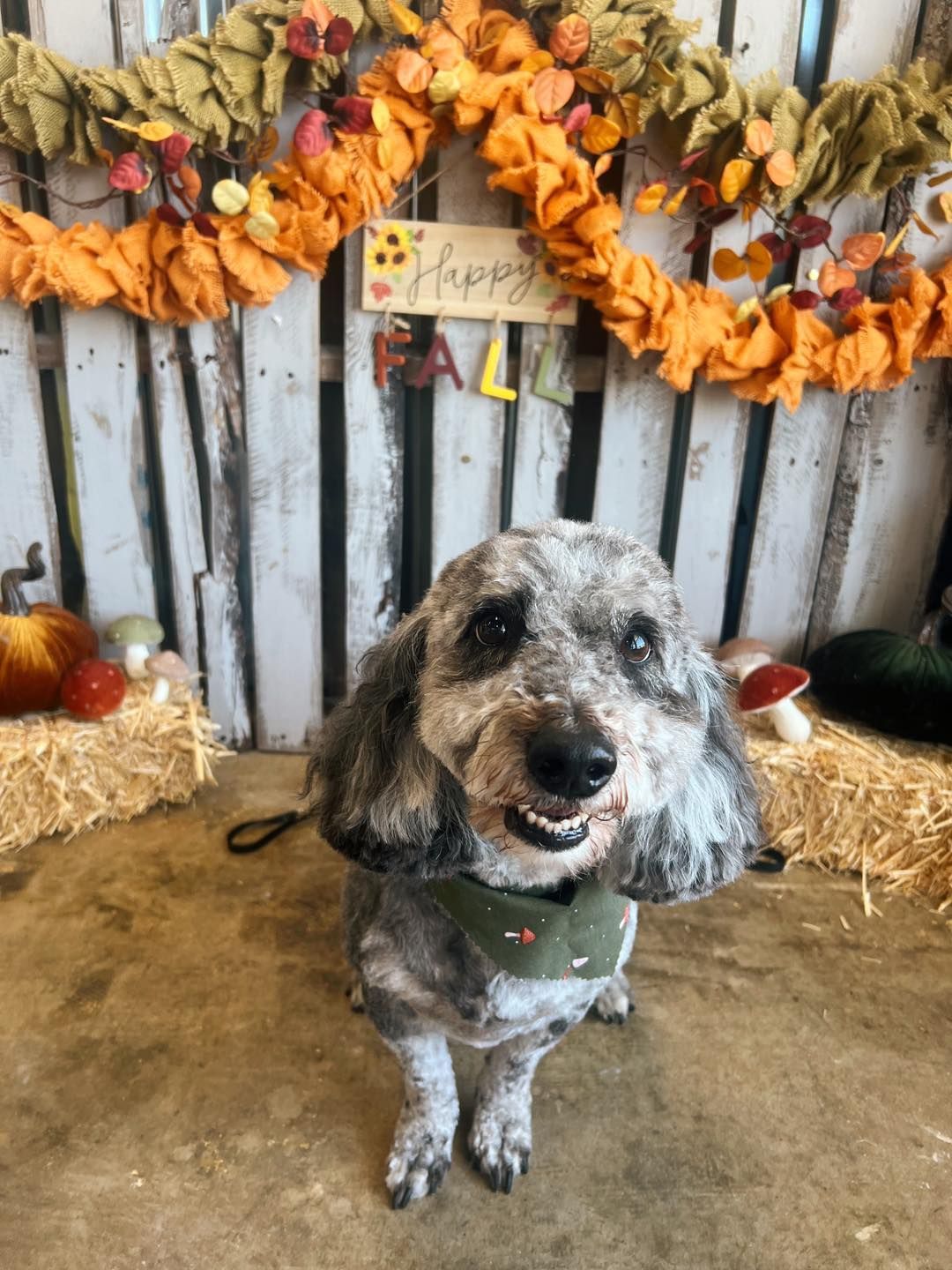 Dog with grey fur and bandana smiles in front of autumn decorations.