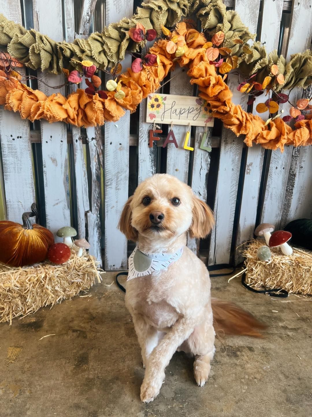 Dog with fresh haircut poses in front of autumn decorations: hay, pumpkins, fall garland.