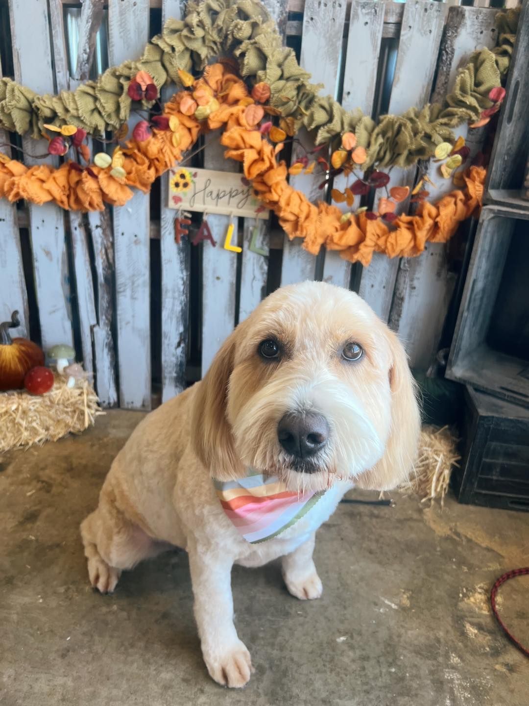 Tan-colored dog with a colorful bandana sits in front of a fall-themed decoration.