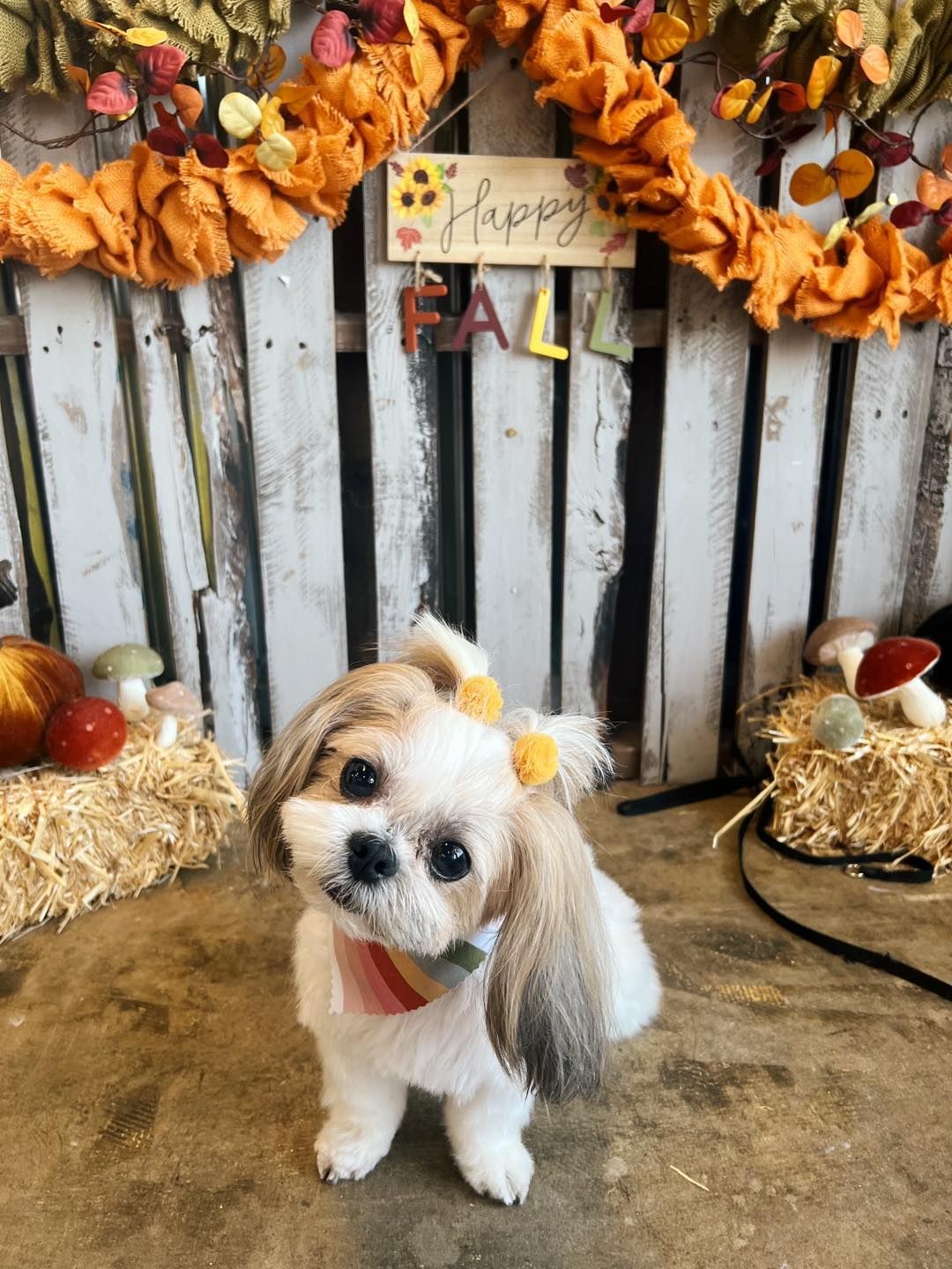 Shih Tzu dog in fall setting, wearing a bow. White and tan fur, eyes wide, looking at the camera.