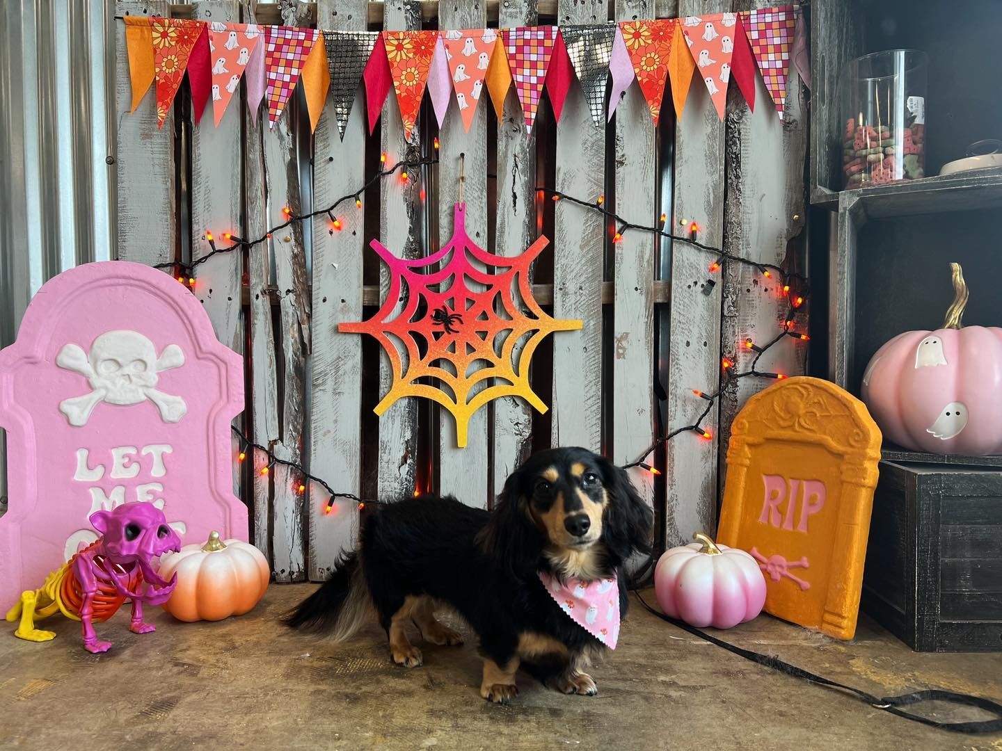 Dachshund dog wearing a pink bandana posing in front of a Halloween-themed backdrop with tombstones and pumpkins.