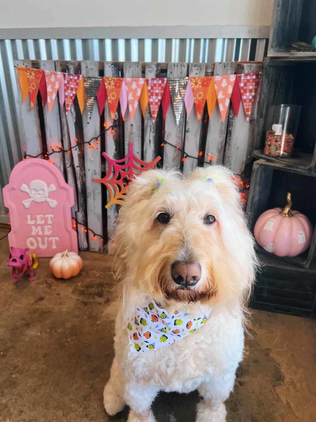 Fluffy, cream-colored dog wearing a bandana, sits in front of a Halloween-themed backdrop.