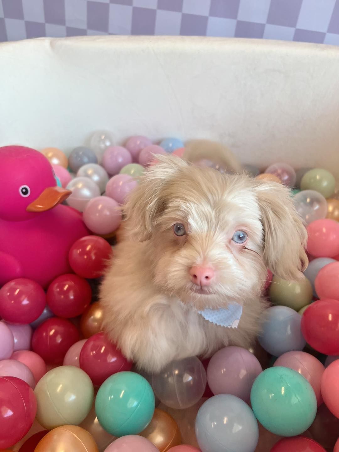 Fluffy puppy in a ball pit with pink rubber duck.