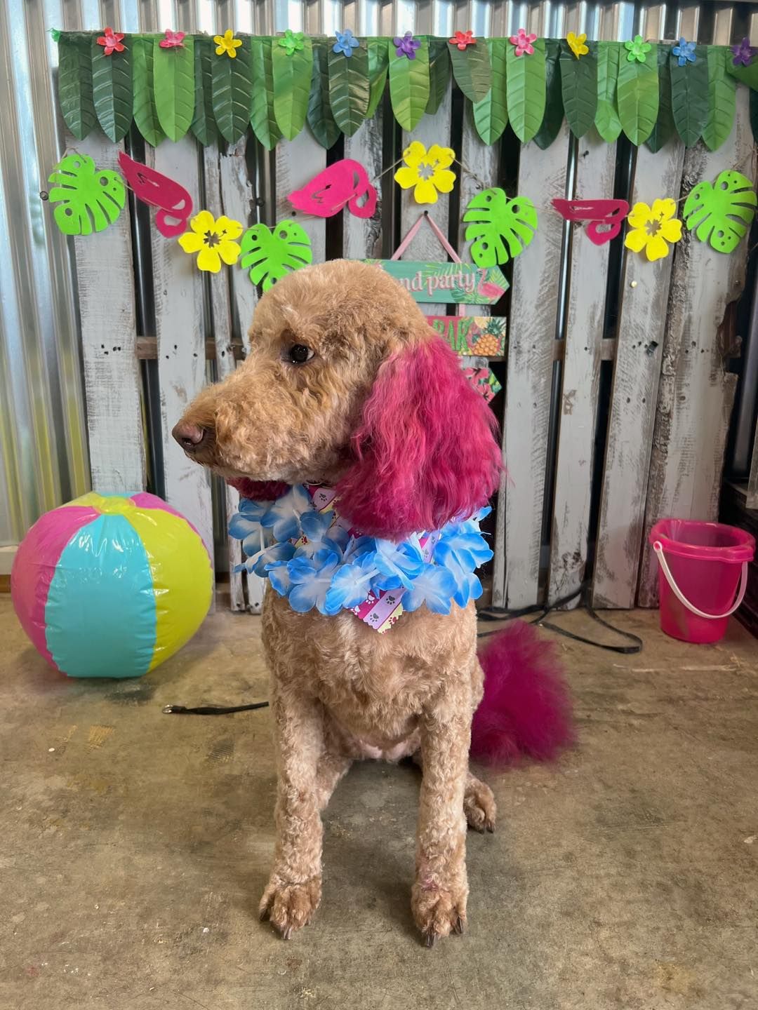 Dog with pink-dyed ears and tail, wearing a blue lei, in front of a tropical-themed backdrop with a beach ball.