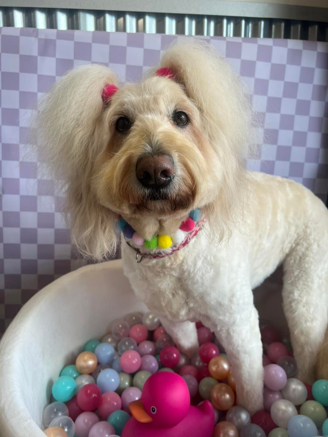 Fluffy white dog with pink bows, colorful collar, in a ball pit with a pink duck.