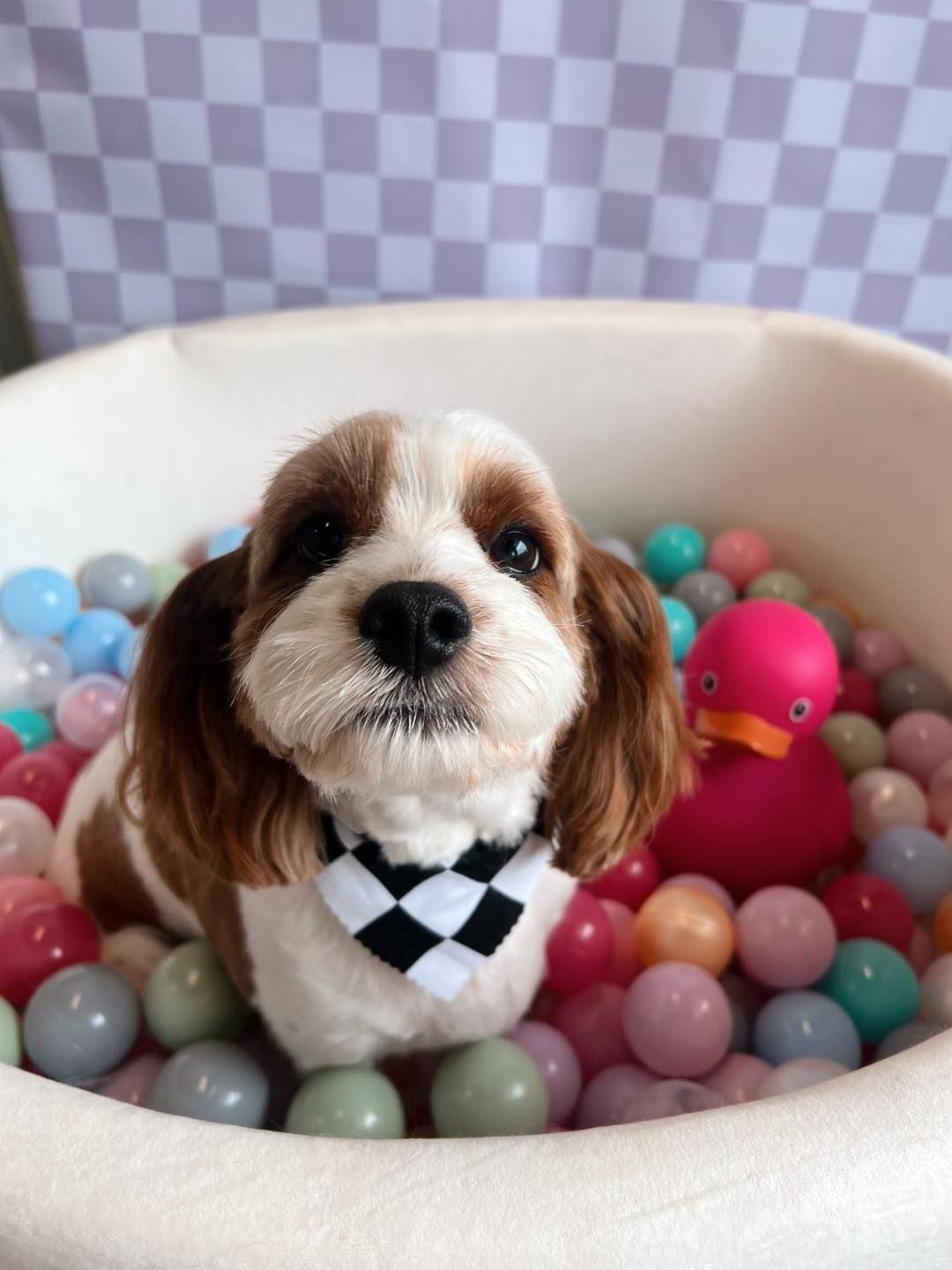 Cocker spaniel wearing a checkered bandana, in a ball pit with a pink duck.