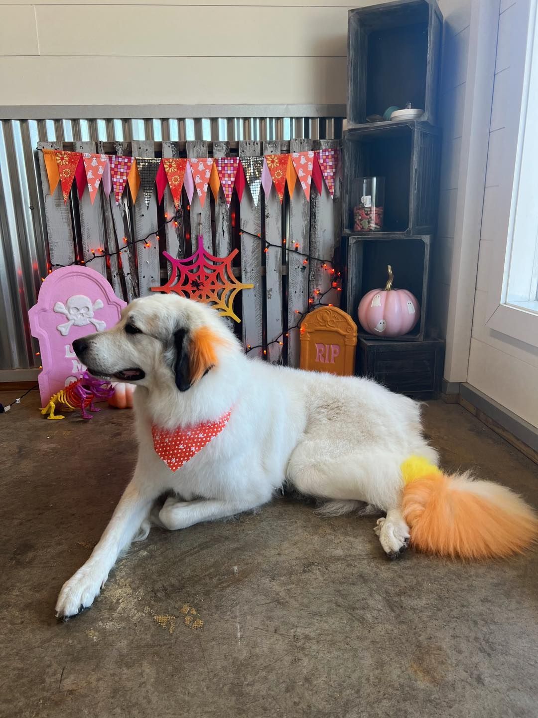 White dog with orange-tipped fur and bandana, in a Halloween-decorated space.