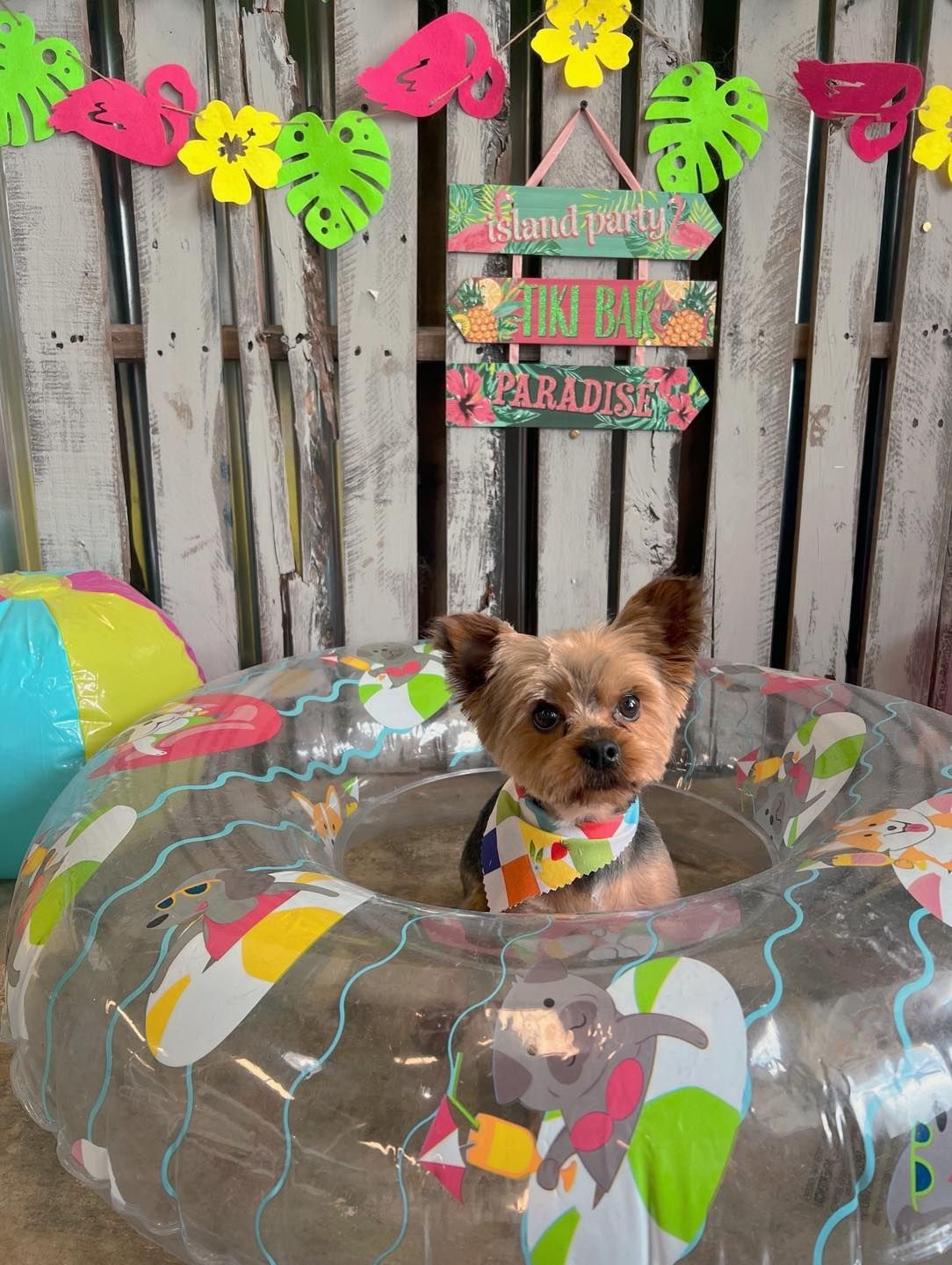 Yorkshire terrier dog in a pool float, wearing a bandana. Pool setting with tropical decorations.