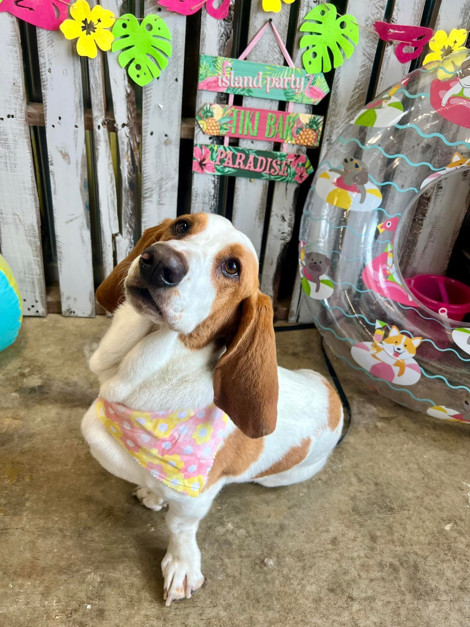 Basset hound with a bandana, posing in front of a tropical-themed party backdrop.