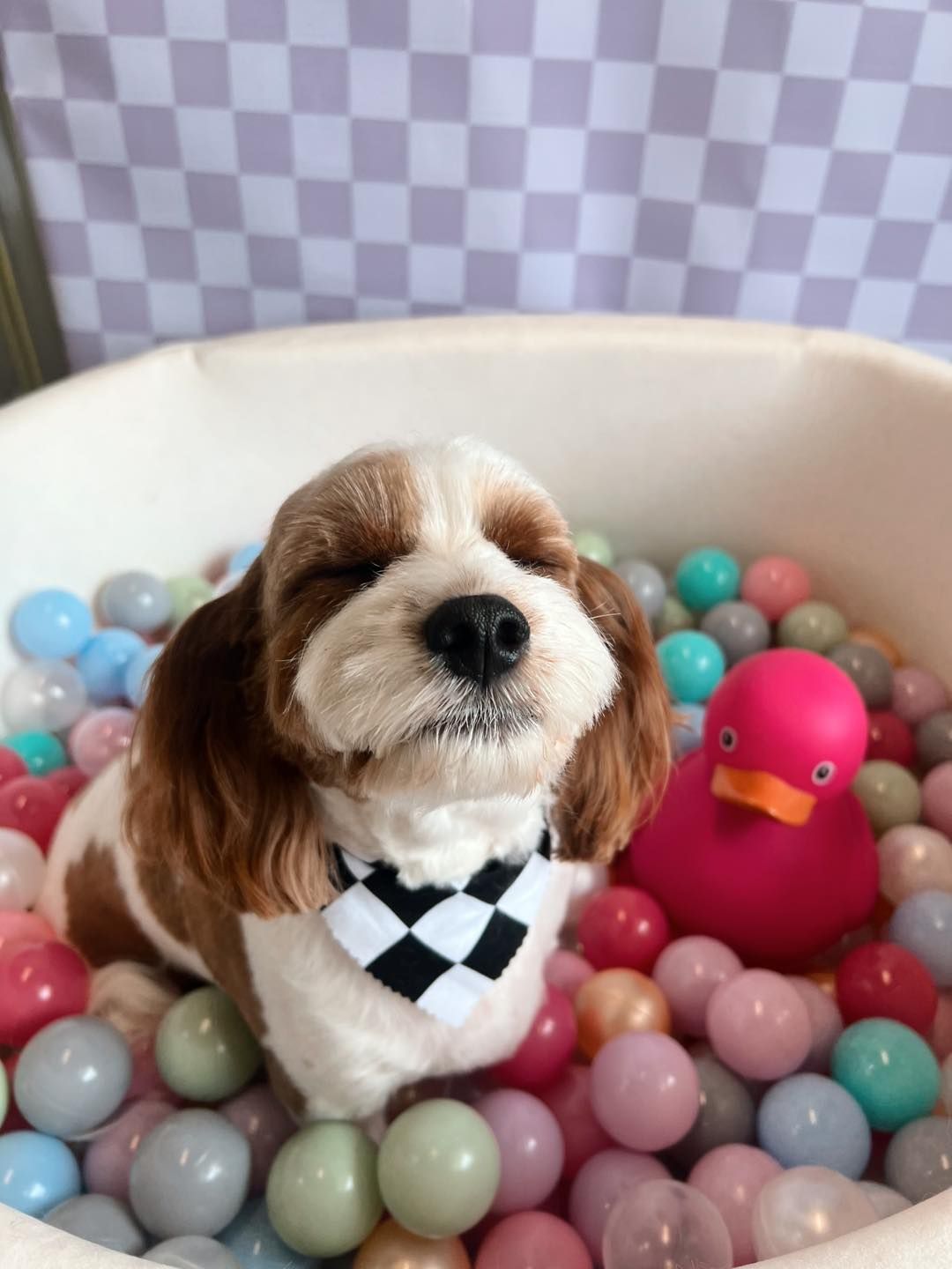 Cavalier King Charles Spaniel puppy in a ball pit, wearing a bandana, and closing its eyes.