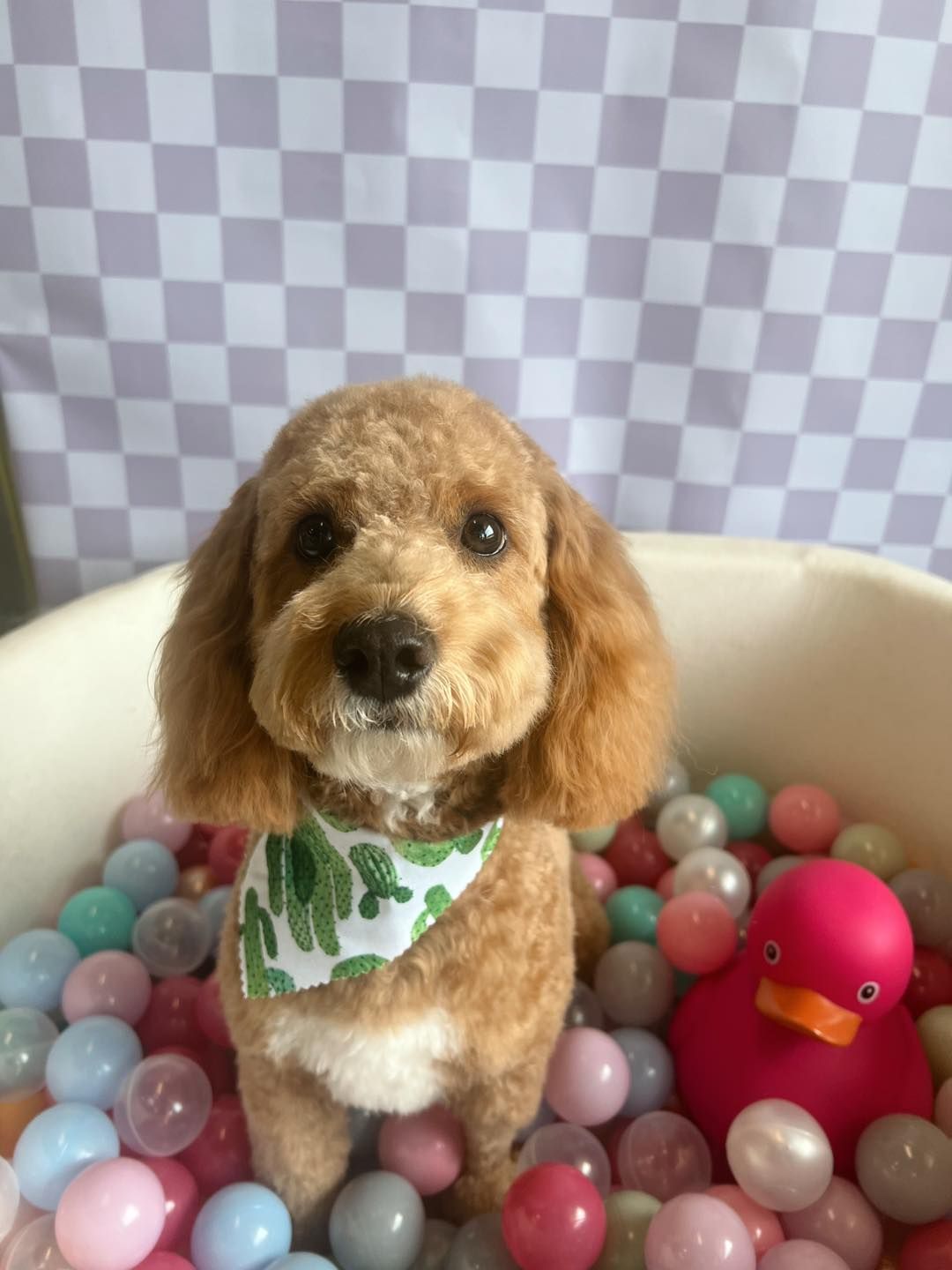 Brown poodle wearing a cactus bandana, inside a ball pit with a pink duck.