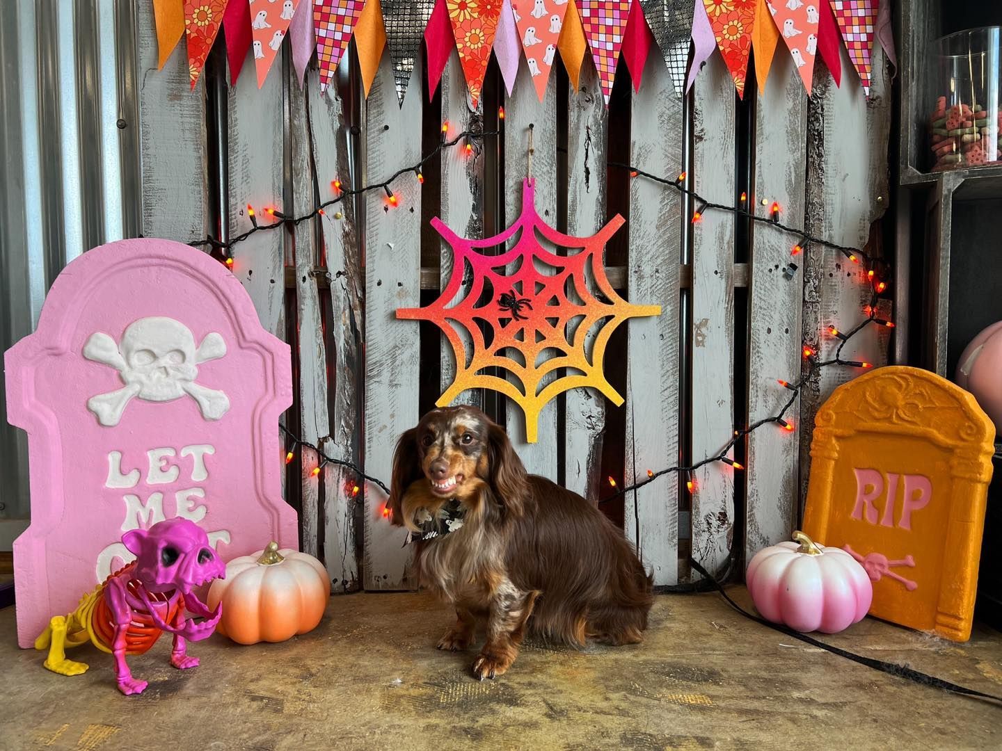 Dachshund dog sits in front of Halloween decorations, including tombstones, spiderweb, pumpkins, and a skeleton.