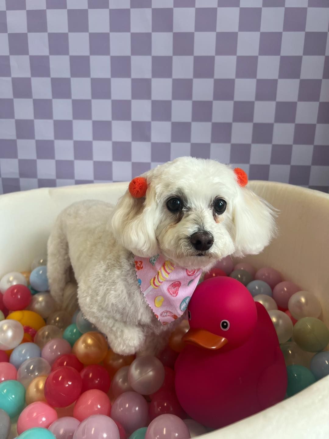 White dog with orange bows and a pink bandana sits in a bowl of colorful balls next to a pink rubber duck.