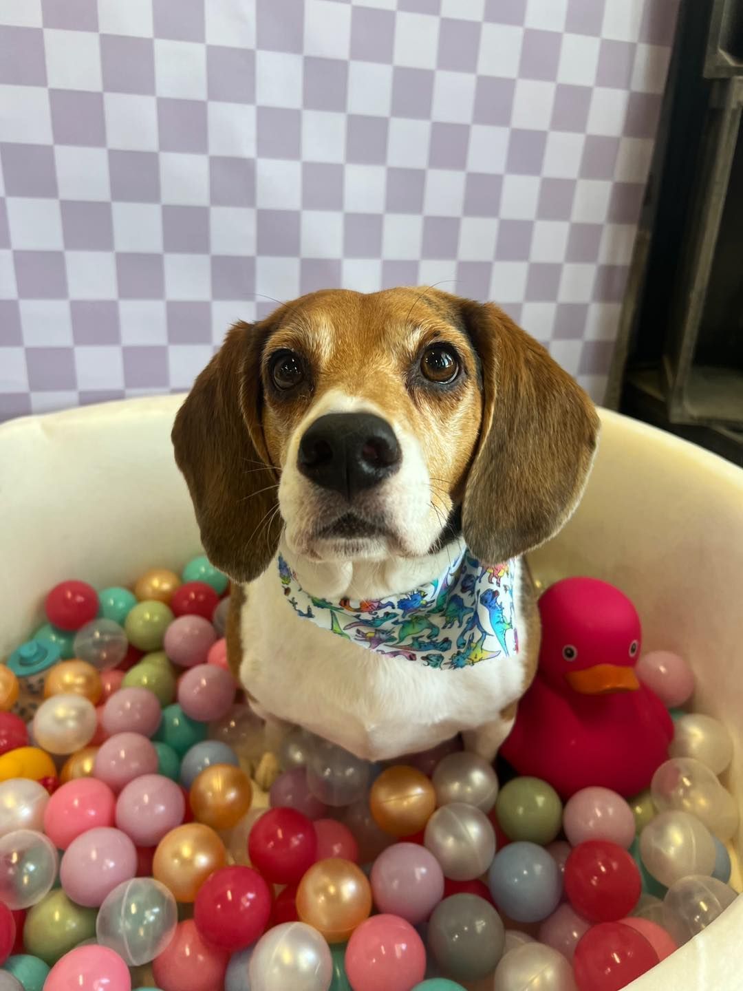 Beagle in a ball pit wearing a bandana, with a red duck toy.