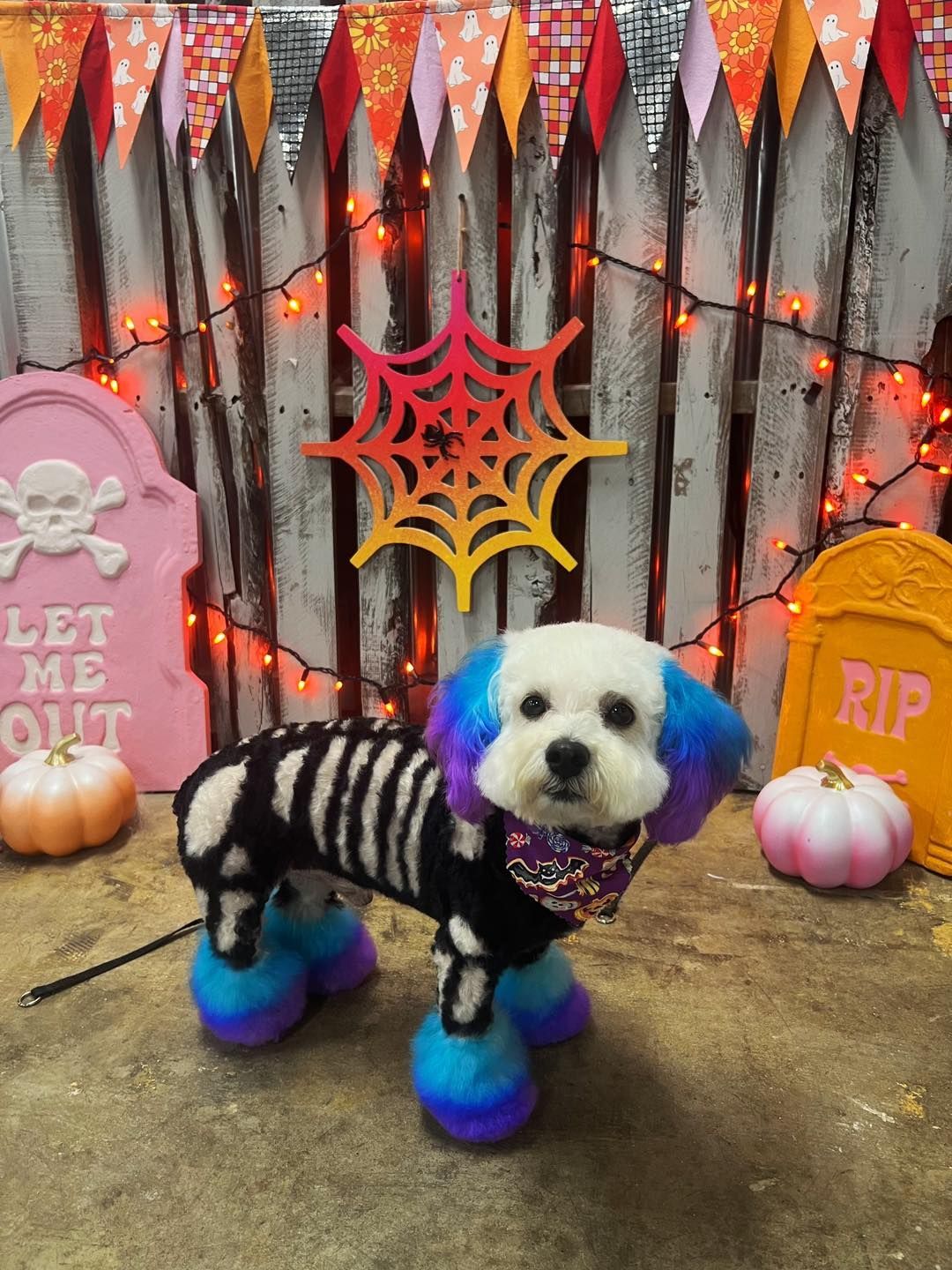 Dog dressed as a skeleton with blue and purple fur, Halloween decorations in background.