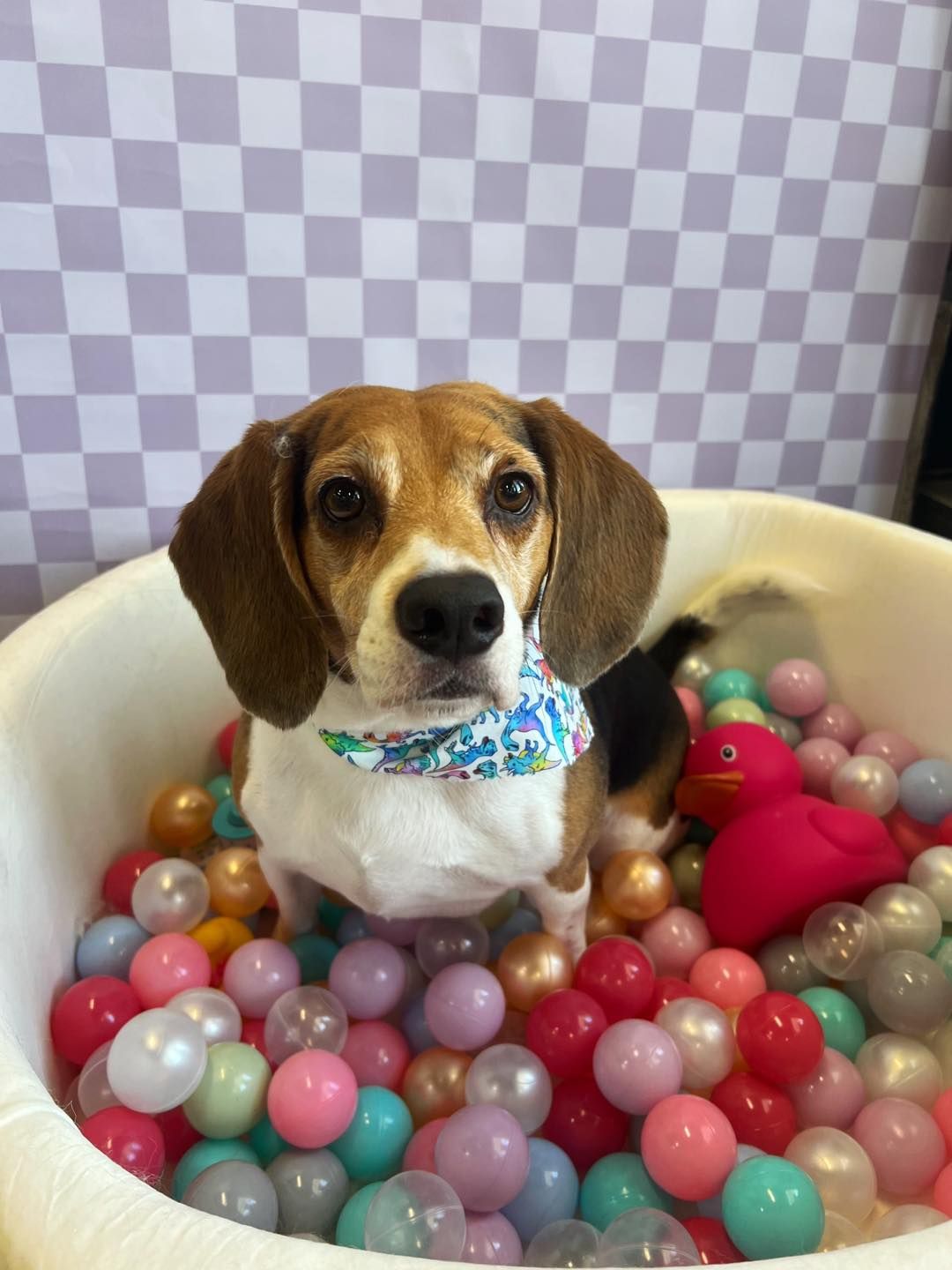 Beagle wearing a bandana sits in a ball pit, looking at the camera.