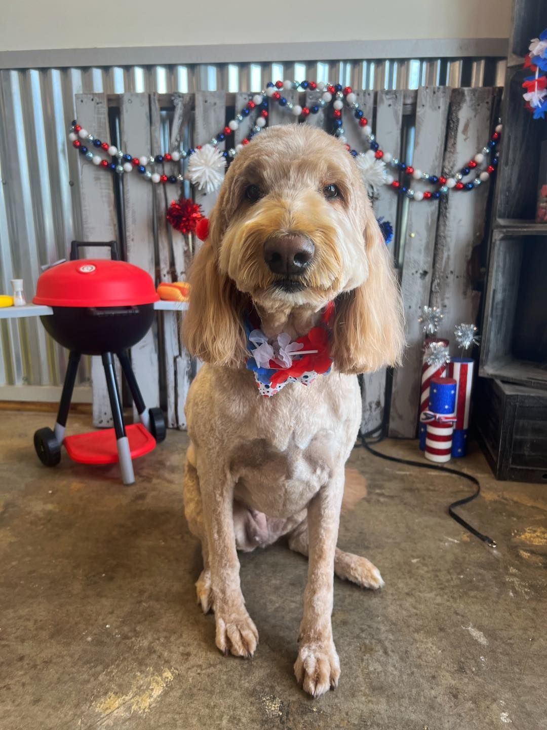 Goldendoodle wearing a patriotic bow tie, sitting in front of a grill and red, white, and blue decorations.