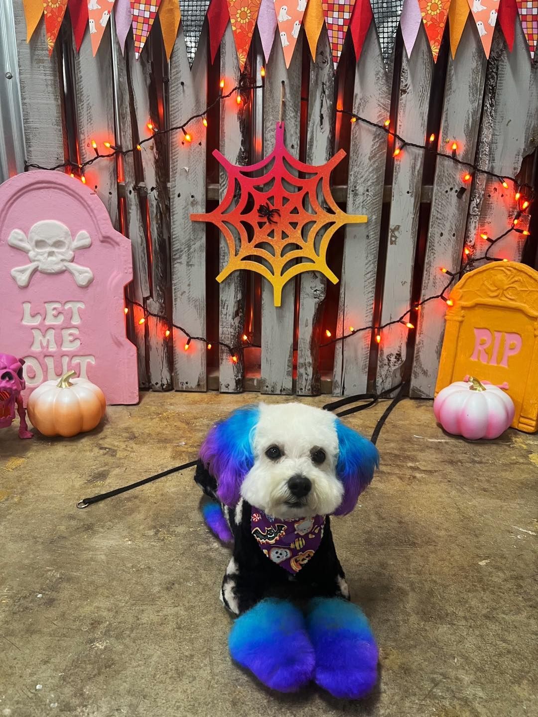 Dog with colorful dyed fur in Halloween setting, posed near decorations.