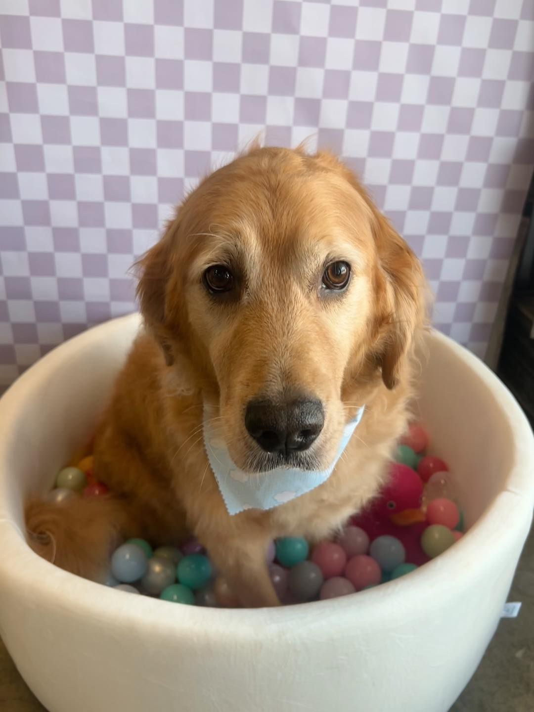 Golden retriever in a white bowl filled with colorful balls, wearing a blue bandana, against a checkered background.