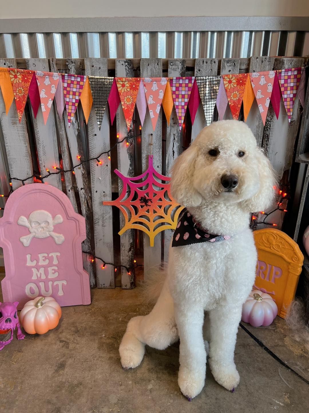 White poodle in Halloween setting, wearing a black bandana, sitting in front of spooky decorations and bunting.