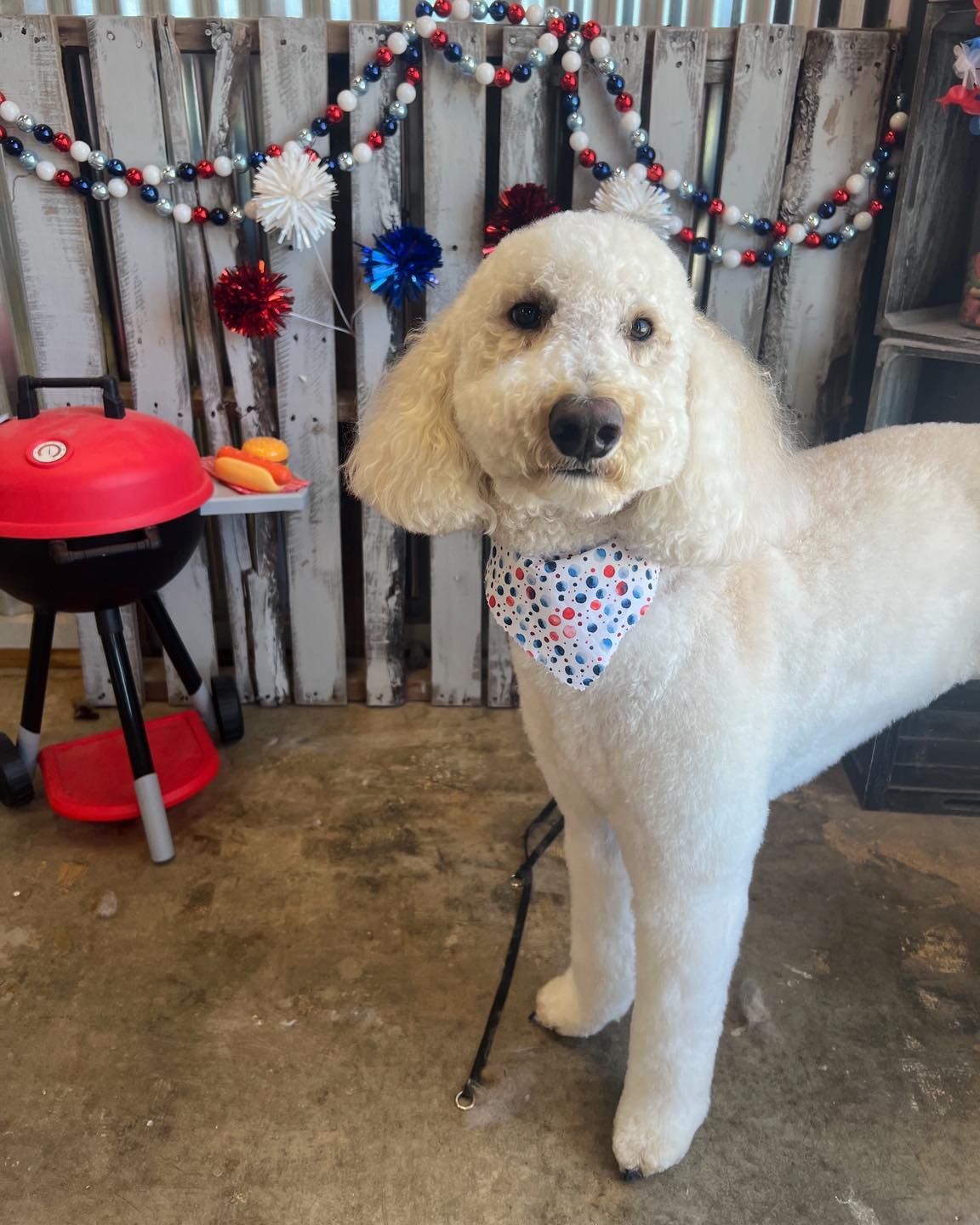 A cream-colored poodle wearing a festive bow tie stands in front of a red grill and decorated backdrop.