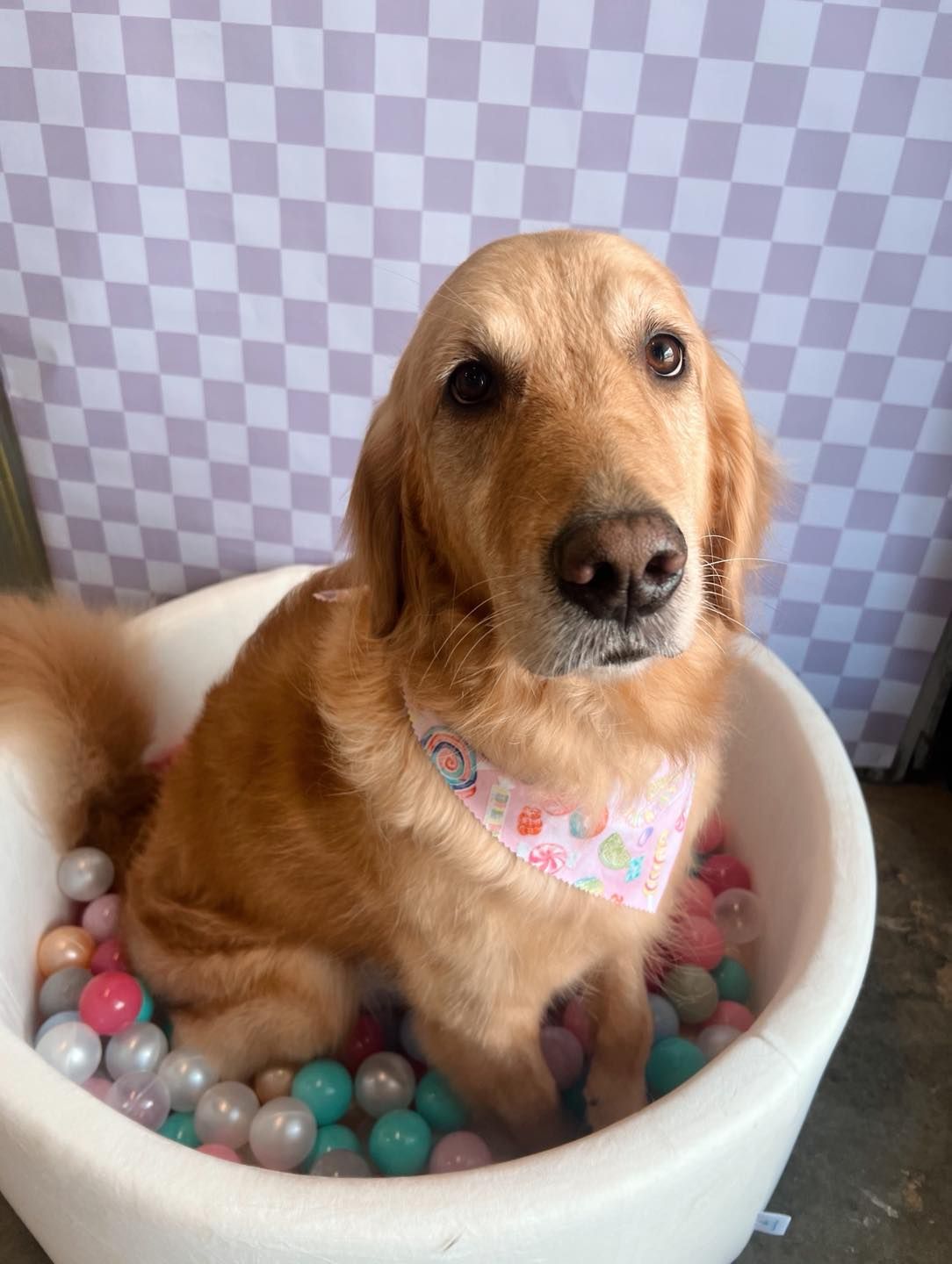 Golden retriever dog sits in a ball pit, wearing a pink bandana, against a checkered backdrop.