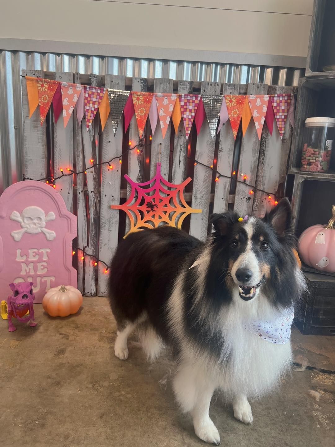 Dog posing for Halloween photo with decorations, orange and pink color scheme.