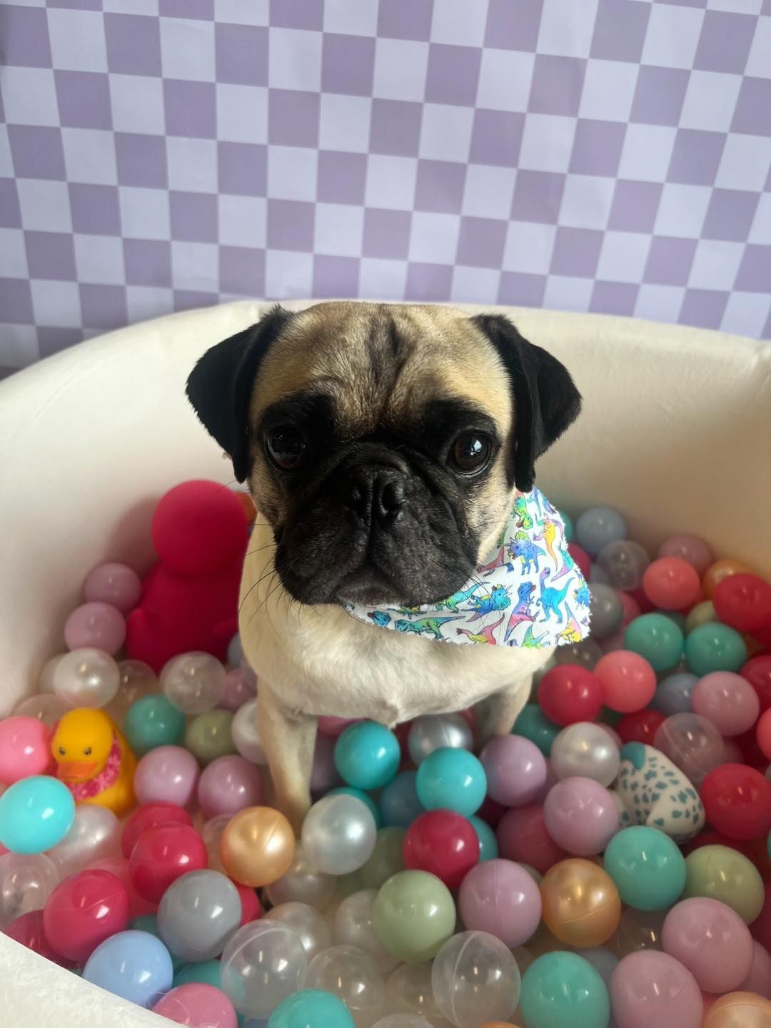 Pug in a ball pit, wearing a patterned bandana, with a checked purple background.