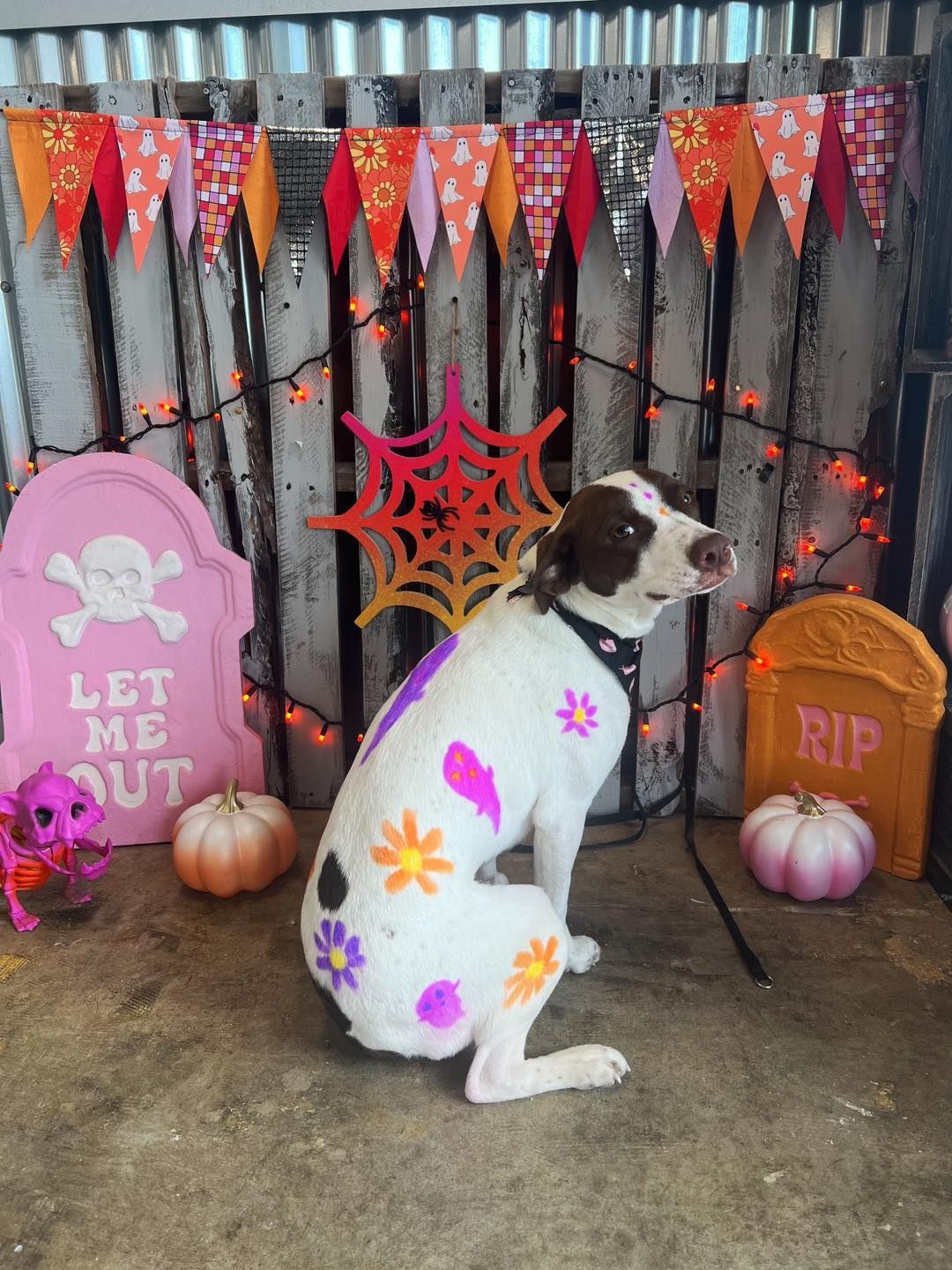 Dog with floral patterns sits in a Halloween-themed setting. Decorative pumpkins, spiderweb, and tombstones surround it.