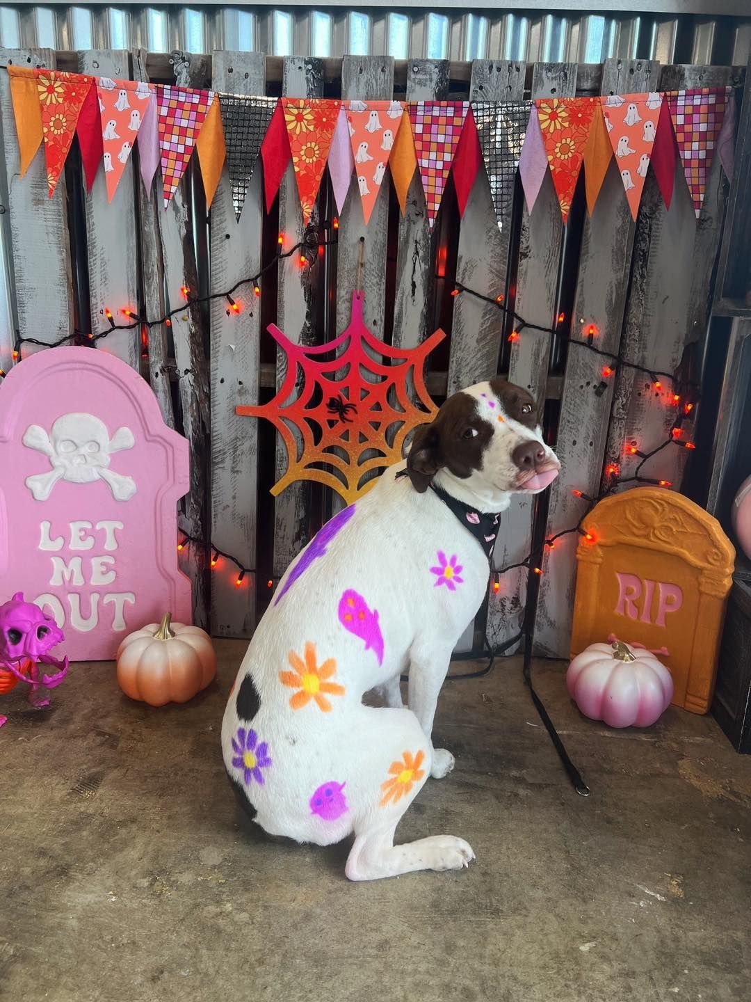 Dog with flower stencil designs and Halloween decorations.