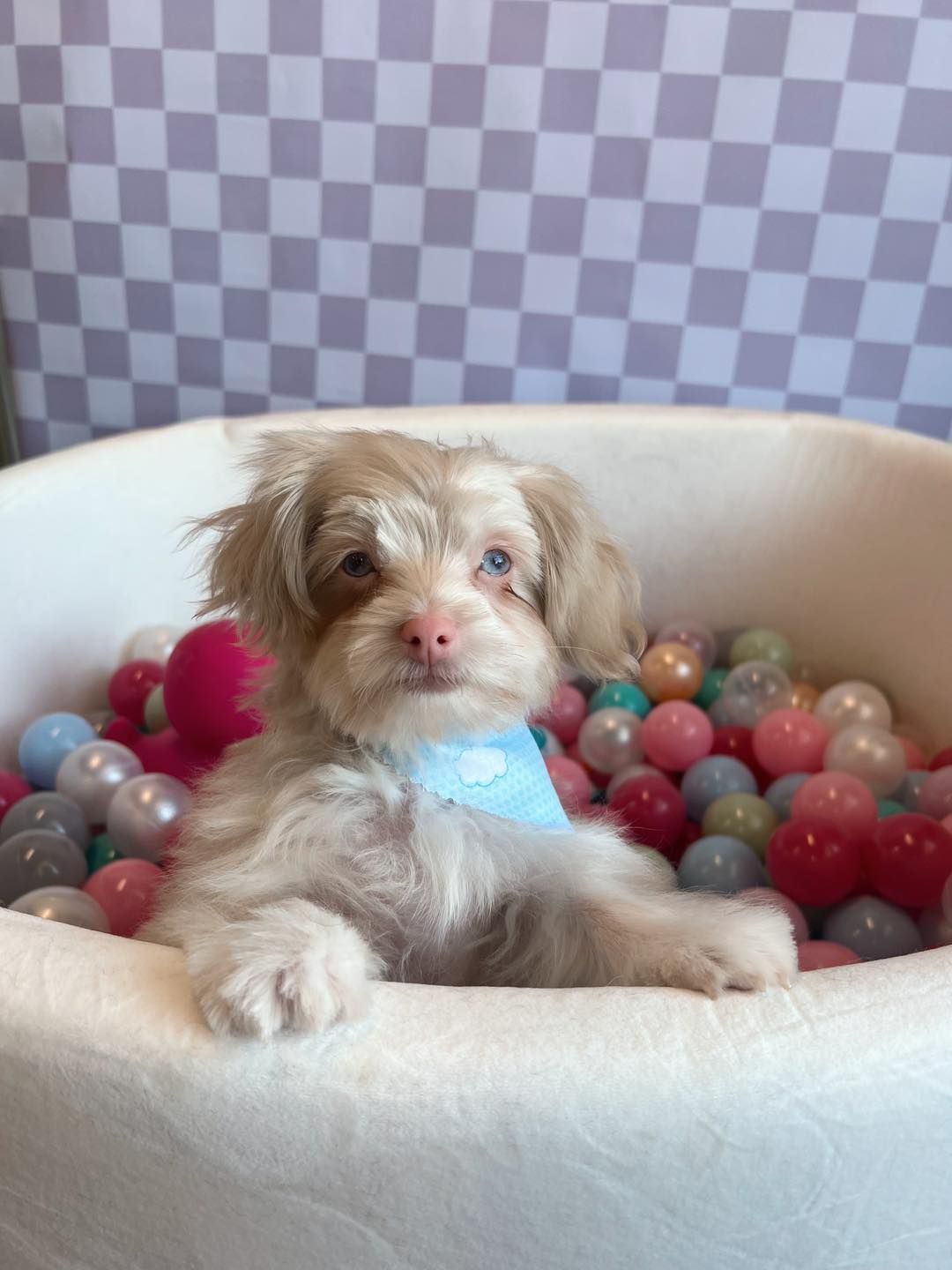 Small, fluffy puppy in a white ball pit, wearing a blue bandana, with a checkered background.