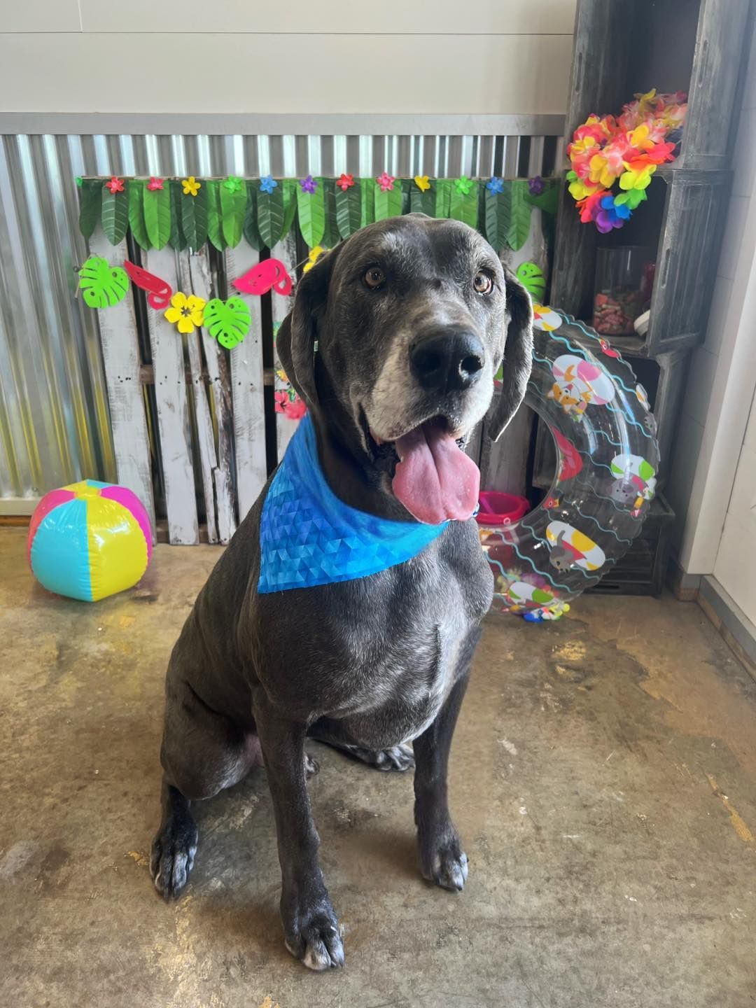 Gray dog with blue bandana sits in front of tropical decorations, tongue out.