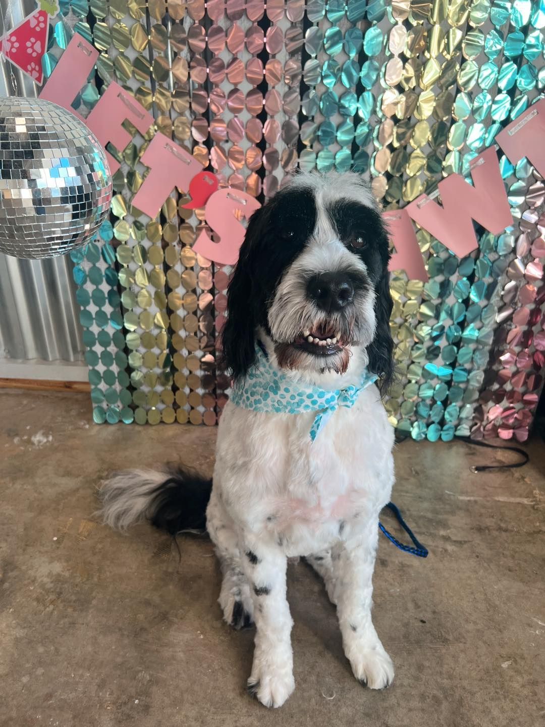 Dog with black and white fur, wearing a blue bandana, in front of a party backdrop.