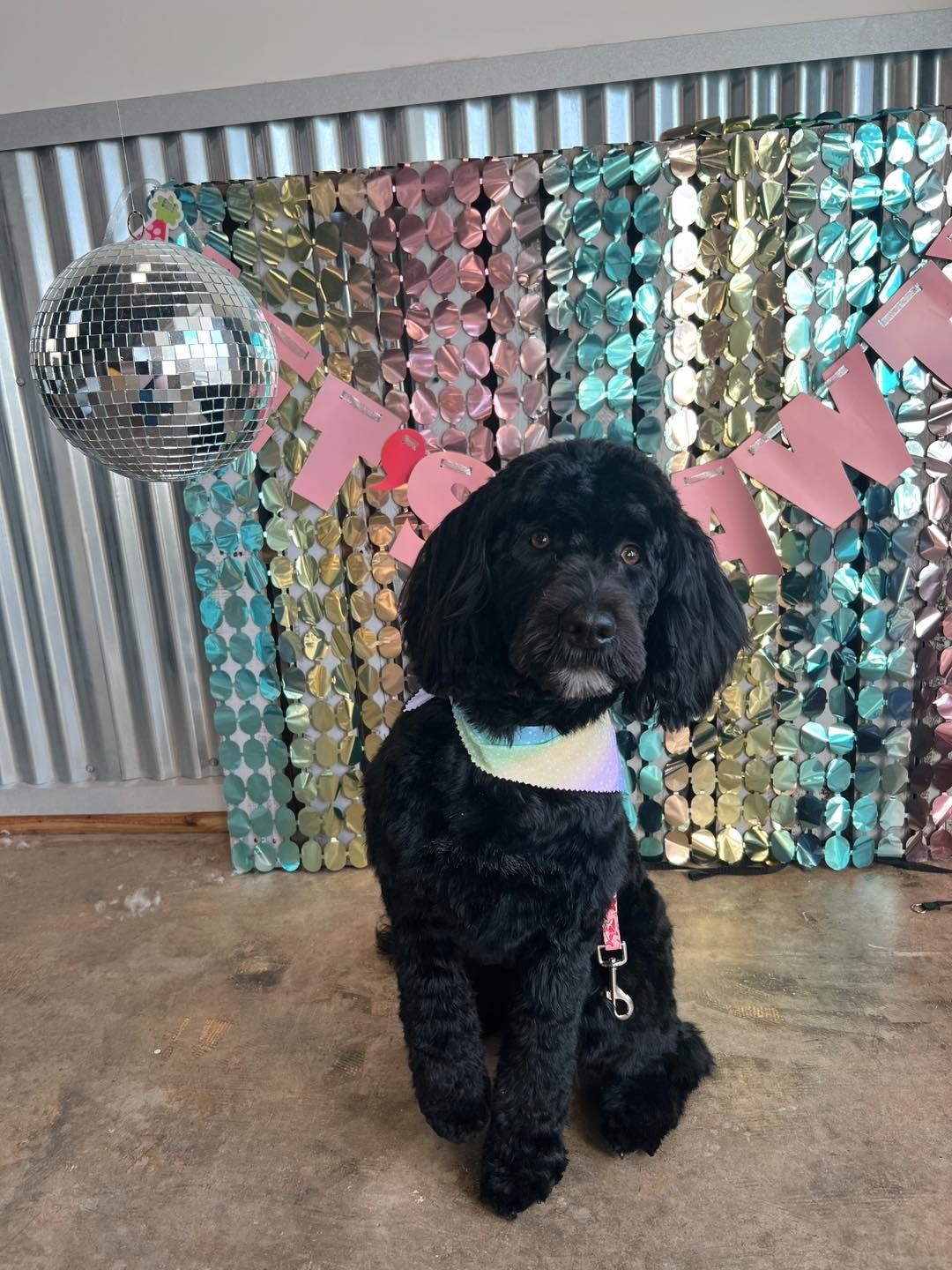 Black dog with a rainbow scarf sits in front of a disco-themed backdrop.