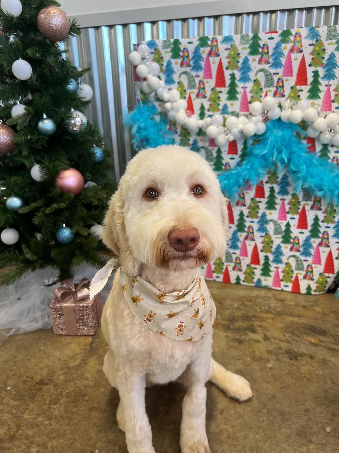Cream-colored dog with a bandana sits in front of a Christmas tree and wrapped present.