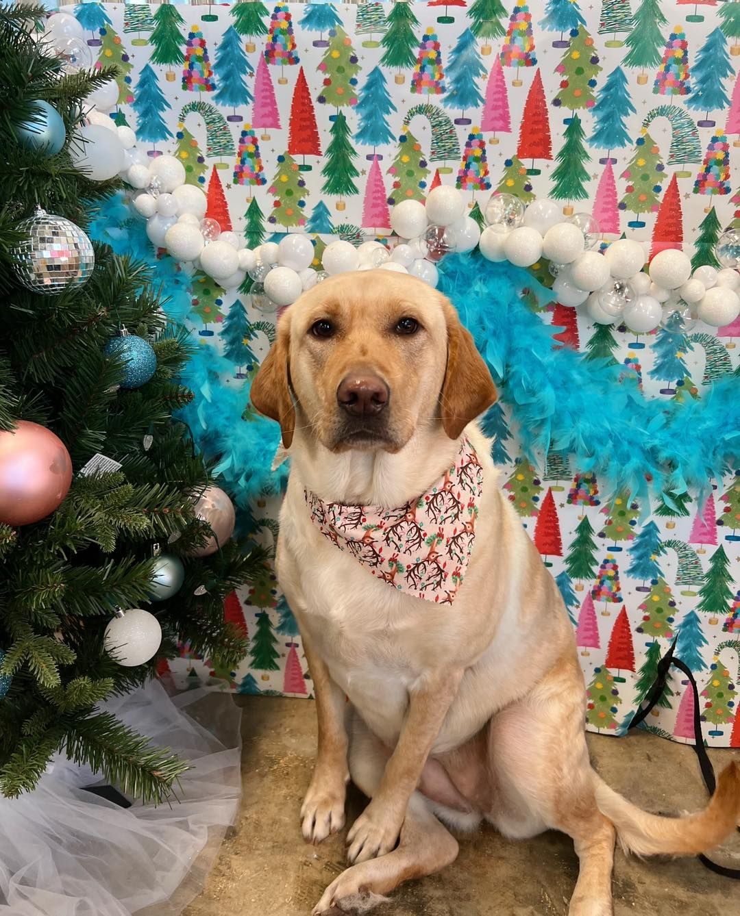 Yellow Labrador wearing a floral bandana sits by a Christmas tree, festive backdrop.