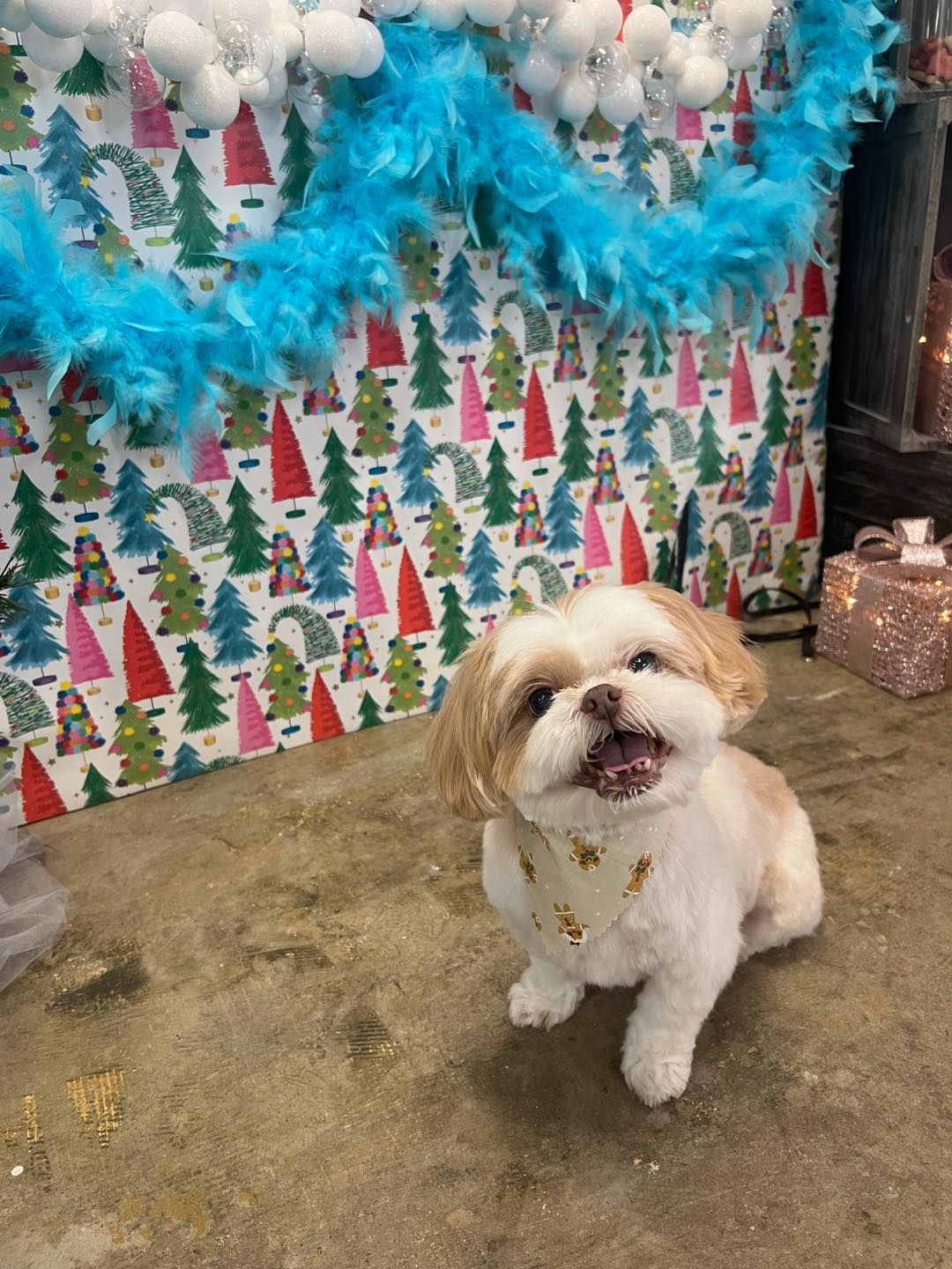 Shih Tzu dog with a star bandana, smiling in front of a Christmas-themed backdrop.