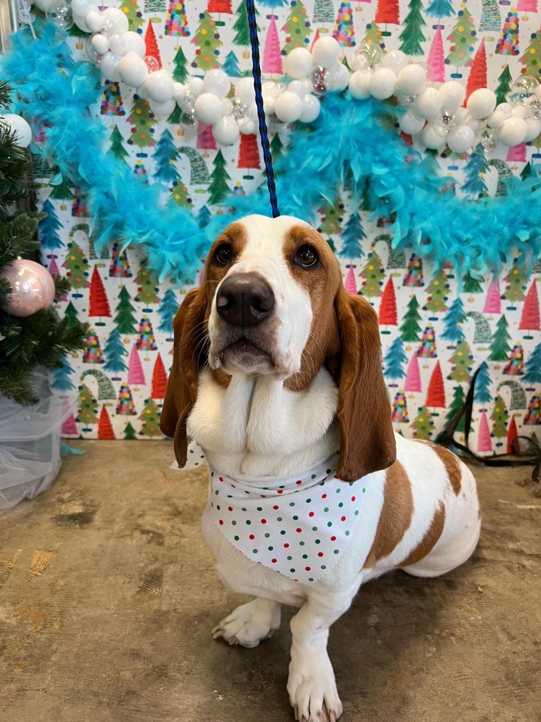 Basset hound wearing a bandana sits in front of a colorful Christmas tree background with a festive blue garland.