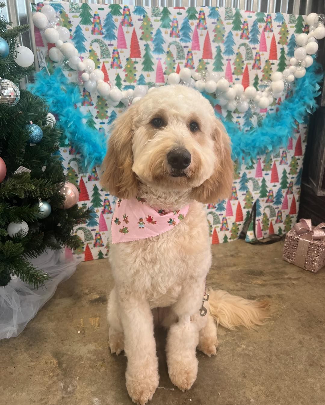 Golden doodle dog wearing a pink bandana sits in front of a Christmas backdrop with a tree and decorations.