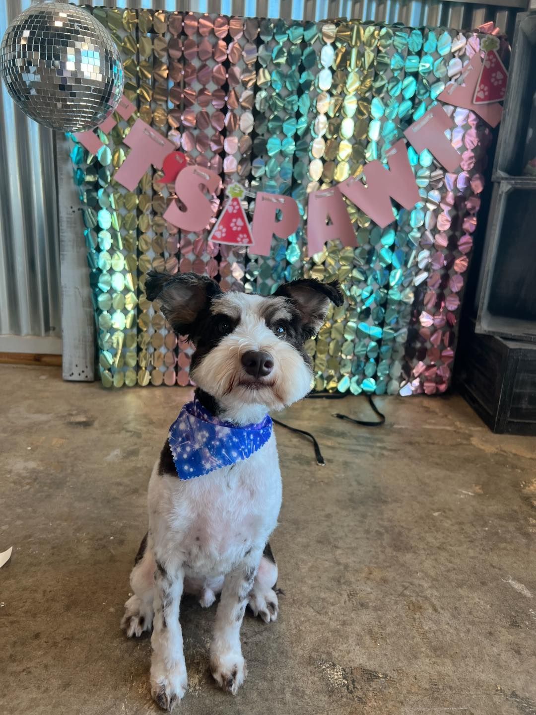 Dog wearing blue bandana sits in front of a colorful 