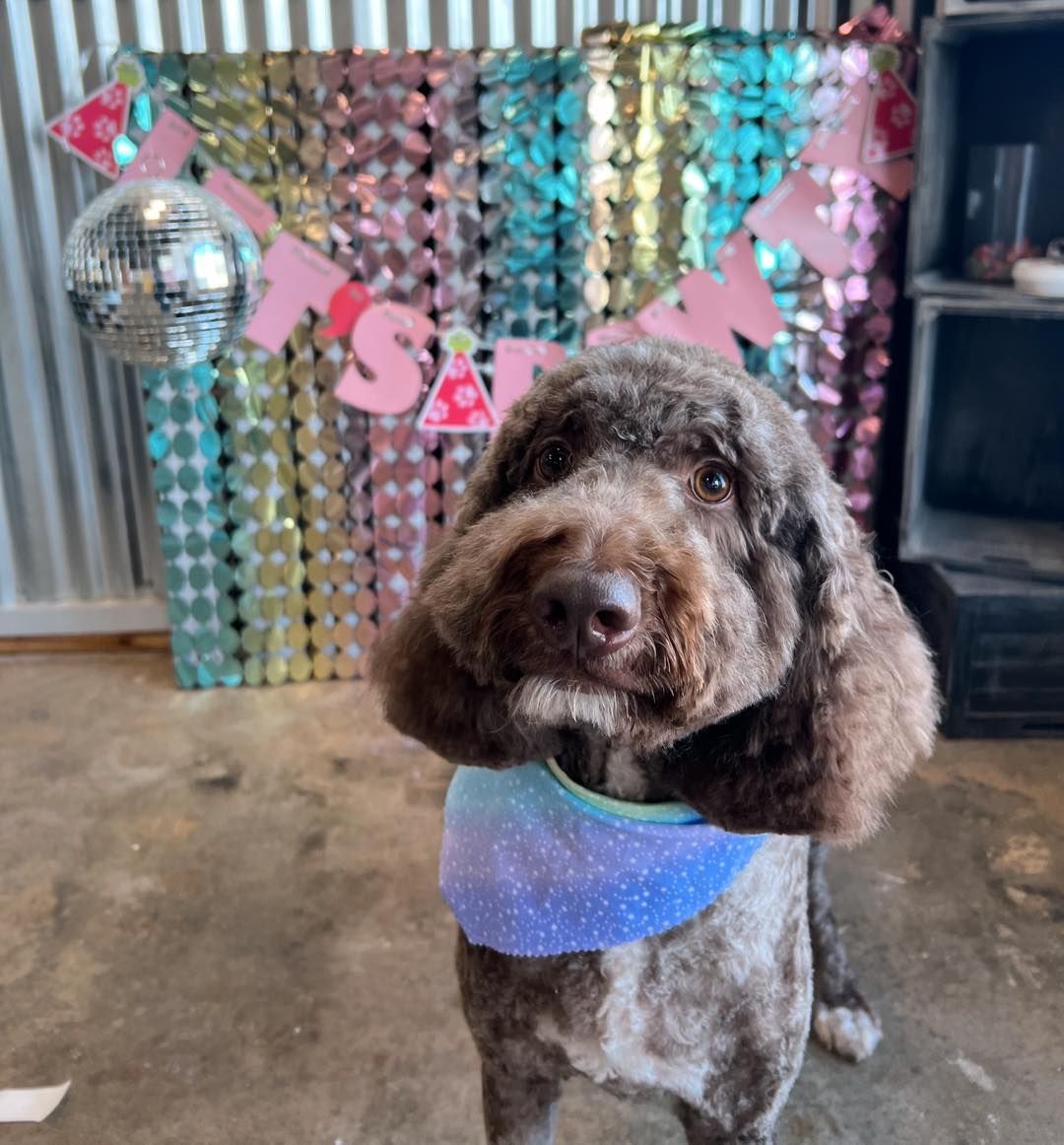 Brown dog with a blue bandana at a party, a disco ball and banner reading “It’s Finn”.
