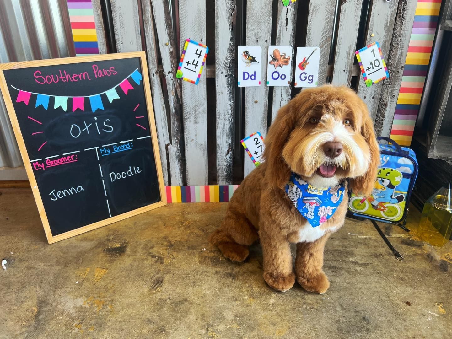 Brown dog with a blue bandana sits in front of a blackboard and decorations.