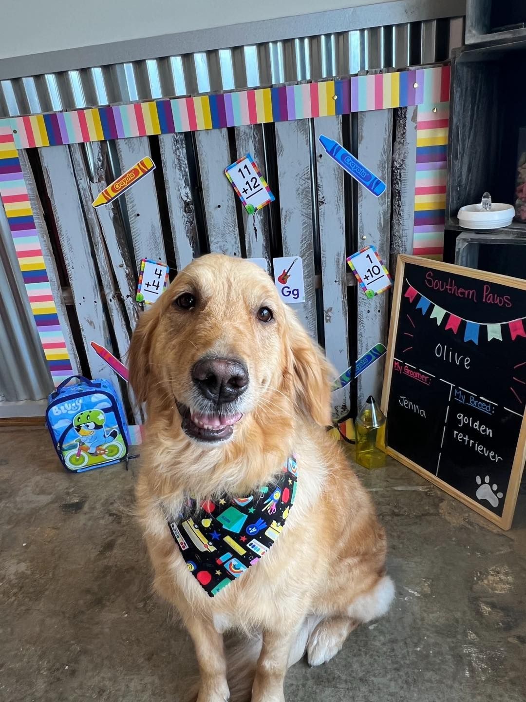 Golden retriever dog poses in front of a back-to-school themed backdrop, wearing a colorful bandana, smiling.
